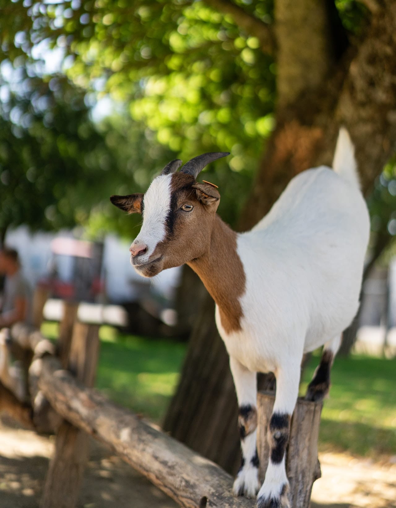 goat milk in China