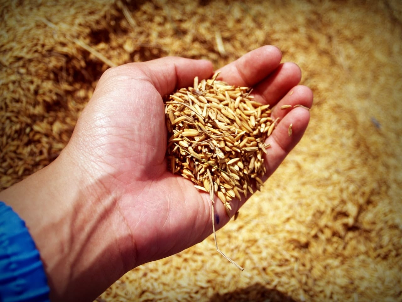 Thai rice prices reached the highest foodtech news in asia