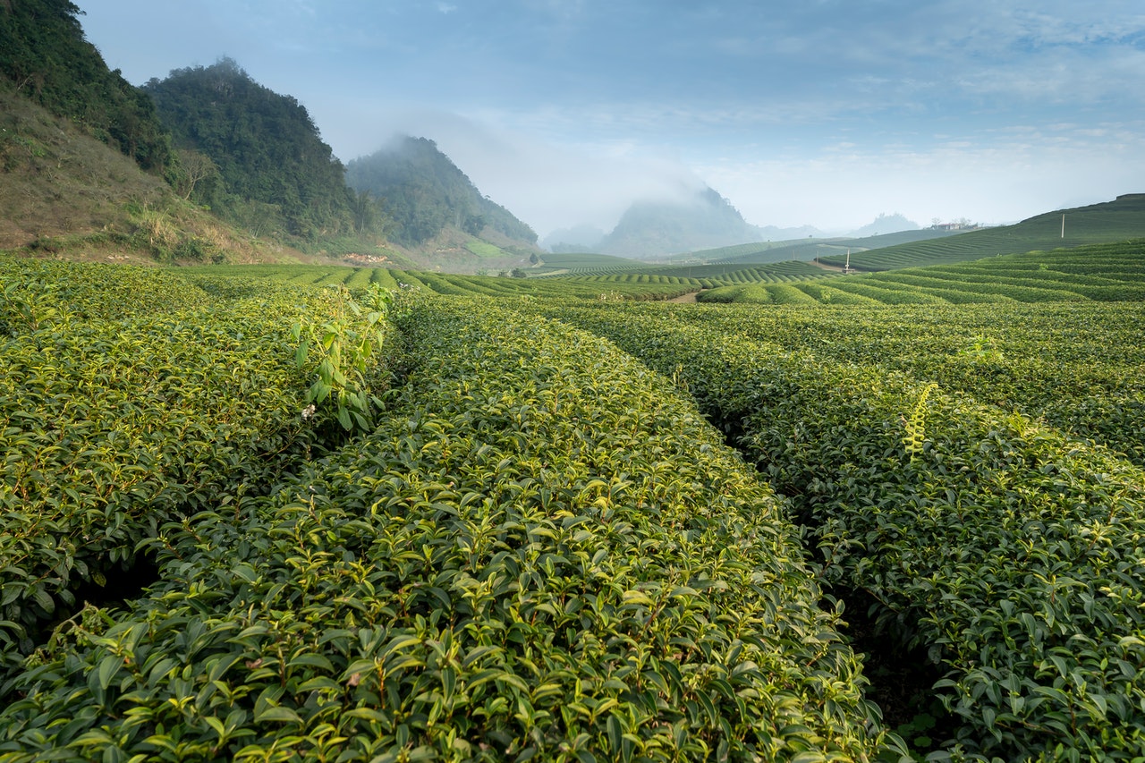 technology of identifying the origin of tea - food tech news in asia