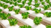 Miruku brings us molecular farming - food tech news in Asia