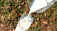 Indonesia develops organic cow milk