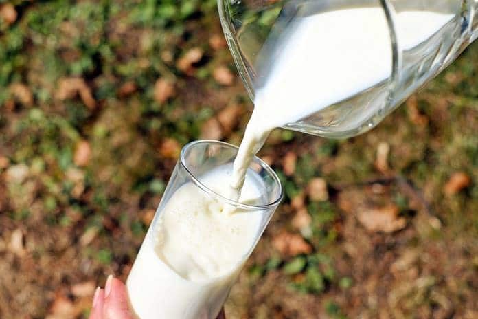 Indonesia develops organic cow milk