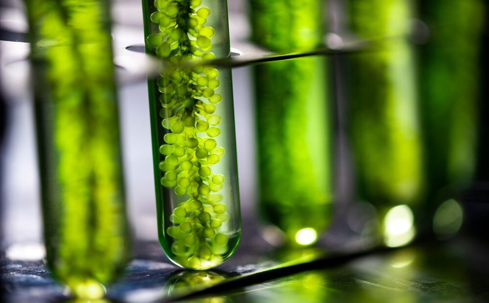 Microalgal protein can replace animal and plant-based protein/ food tech news Asia