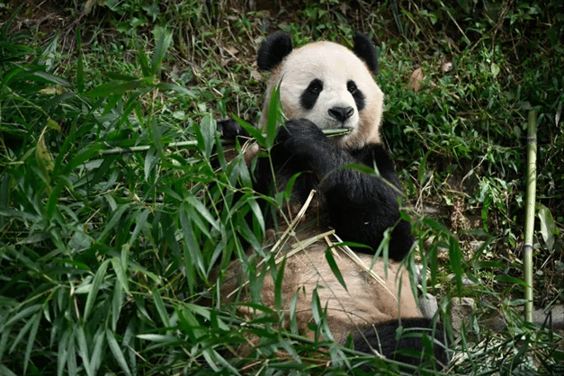 Sustainable new protein source: Bamboo contains similar proteins to cow's milk/food tech news Asia